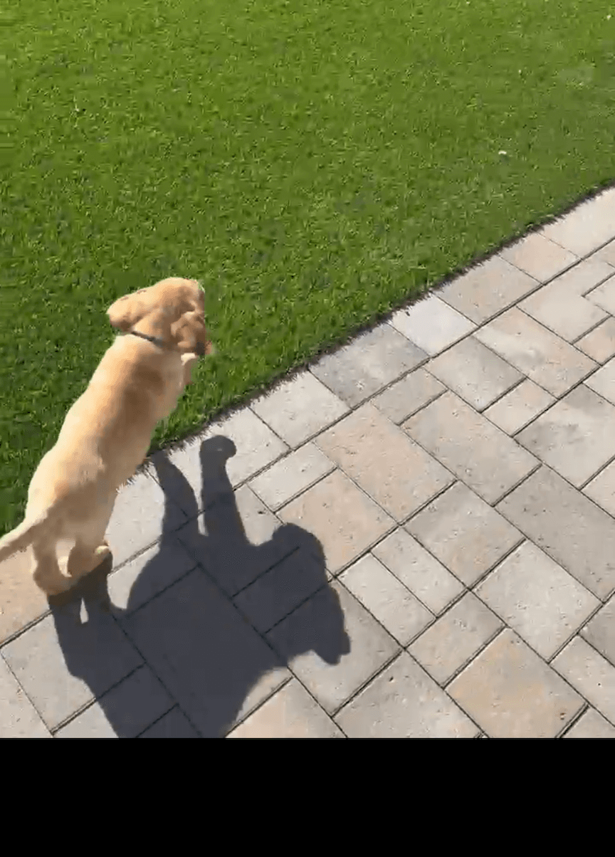 How to Effectively Remove Pet Odors from Synthetic Grass Fill